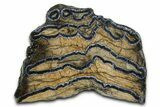 Mammoth Molar Slice With Case - South Carolina #377790-1
